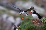 2013-06-11--Lunni--281729.jpg
