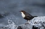 20140316--Koskikara-282429.jpg