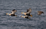 20140320-I--Kyhmyhaahka---2834229.jpg