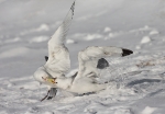 20140324--Kajava--284729.jpg
