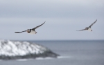 20140328-I--Lunni---284029.jpg