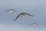 20140328-I--Lunni---286229.jpg