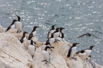 20140615--Etelaniisla--2813529.jpg