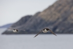 20140615--Etelankiisla---2811129.jpg