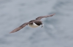 20140615--Etelankiisla--2812129.jpg
