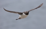 20140615--Etelankiisla-284929.jpg