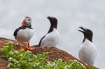 20140615--Lunni--2815929.jpg