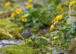 20140618-Liro-2823029.jpg