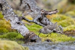 2015-06-13---Liro---28829.jpg