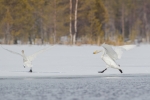2017-05-12-Laulujoutsen--2815729.jpg