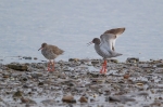 2018-06-10-Punajalkaviklo-285929.jpg