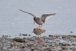 2018-06-10-Punajalkaviklo-287329.jpg