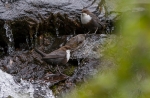 2018-06-24-Koskikara-282529.jpg