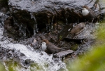 2018-06-24-Koskikara-283129.jpg