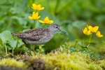 2018-06-26-Liro-2810129.jpg
