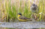 2019-06-02-Keltavastarakki-288529.jpg