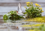 2019-06-04-Vesipaasky-18229.jpg