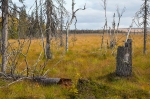 2019-09-18-Pomokaira-2818629.jpg