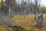 2019-09-18-Pomokaira-2819429.jpg