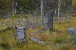 2019-09-18-Pomokaira-2820329.jpg