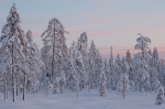 2019-12-24-Kuusamo-283729.jpg