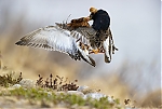 2021_05_23_Suokukko_K_2814329_1100.jpg