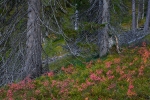 20570-----Salmivaara.jpg