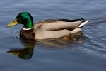 60010_Sinisorsa.jpg