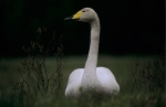 60015--Laulujoutsen.jpg