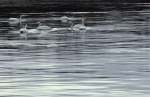 60016-Laulujoutsen.jpg