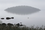 60022--Kuikka.jpg