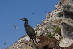 60060-Karimetso.jpg