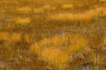 8011-3--Suoheinä.jpg