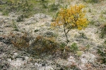 80204_S_Pallastunturi.jpg