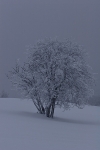 80208-Pihlaja.jpg