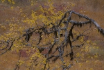 80353_Oksa.jpg